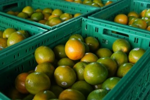 Preço da laranja aumenta 39% e impacta bolso do consumidor