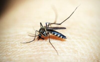 Brasil ultrapassa 1.500 mortes por dengue em 2024