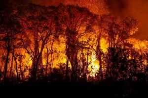 PF investiga incêndios criminosos no Pantanal