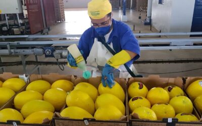 Exportações do RN crescem 250% em uma década e atingem US$ 1,1 bilhão