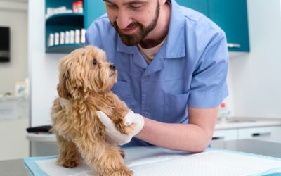 Centro Médico Veterinário da UnP realiza mais uma campanha de vacinação antirrábica
