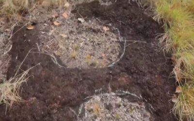 Pegadas de dinossauros são descobertas na Amazônia