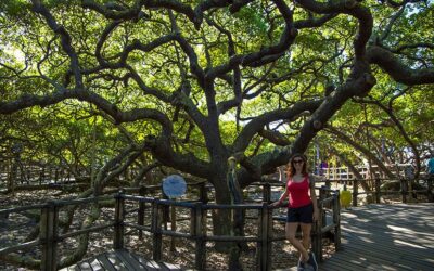 Idema intensifica ações educativas, de conservação e fiscalização ambiental