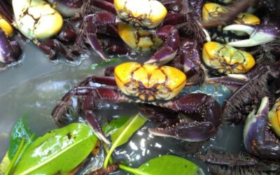 Idema reforça período de defeso do caranguejo-uçá no Rio Grande do Norte